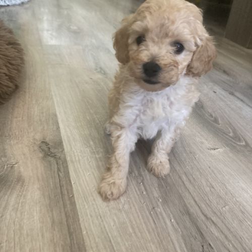 À réserver chiots caniche nain non lof