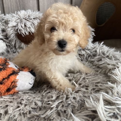 Disponible de suite chiot caniche nain non lof #3