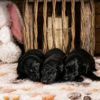 À réserver chiots caniche nain non lof