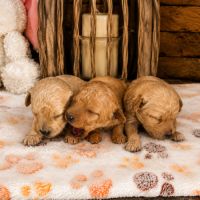 À réserver chiots caniche nain non lof #2