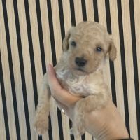 À réserver chiots caniche nain non lof