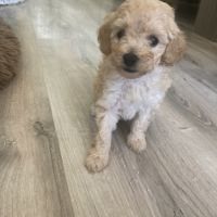 À réserver chiots caniche nain non lof