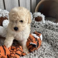 Disponible de suite chiot caniche nain non lof