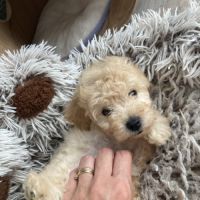 Disponible de suite chiot caniche nain non lof #2