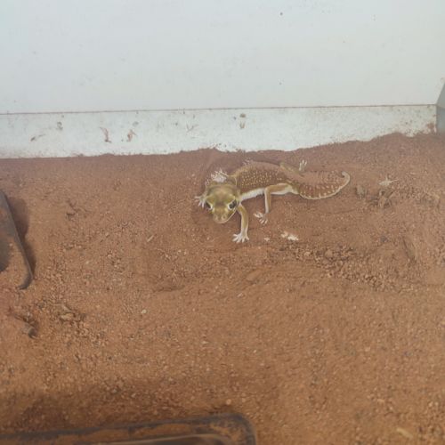 A vendre ou à échanger – nephrurus levis levis mâl