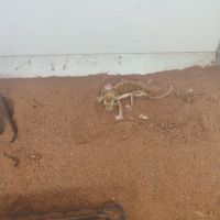 A vendre ou à échanger – nephrurus levis levis mâl