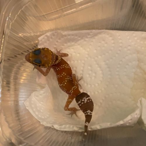 À vendre ou à échanger  gecko aboyeur mâle