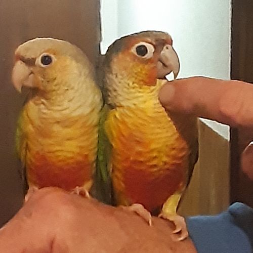 Pyrrhuras molinae eam manipulés et sympa
