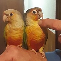 Pyrrhuras molinae eam manipulés et sympa