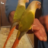 Pyrrhuras molinae eam manipulés et sympa #3