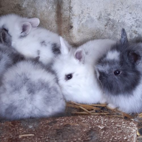 Lapins nains tête de lion #1