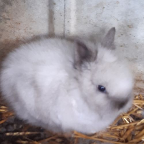 Lapins nains tête de lion