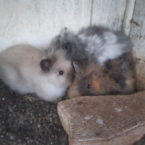 Lapins nains tête de lion #3