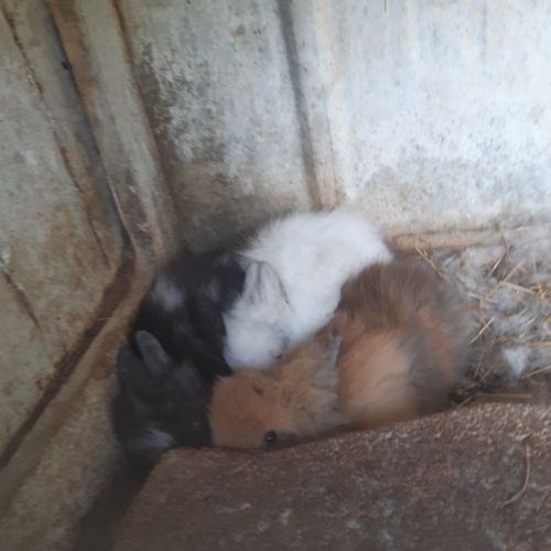 Lapins nains tête de lion #4
