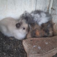 Lapins nains tête de lion #3