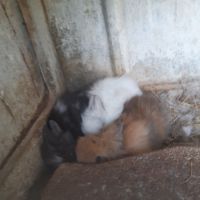 Lapins nains tête de lion #4