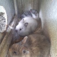 Lapins nains tête de lion #5