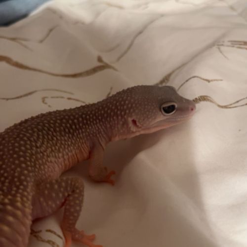 Donne gecko léopard urgence