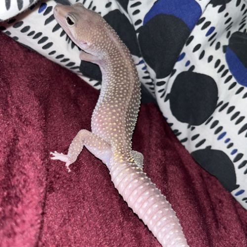 Donne gecko léopard urgence #2