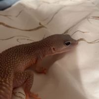 Donne gecko léopard urgence #0