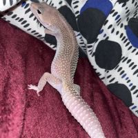 Donne gecko léopard urgence #2