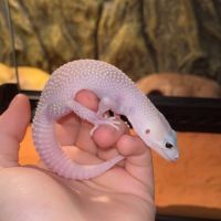 Donne gecko léopard urgence #3