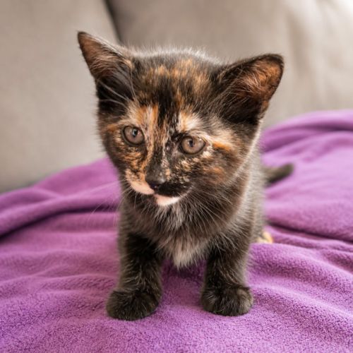 Chaton petite legende #1