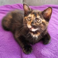 Chaton petite legende