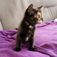 Chaton petite legende #3