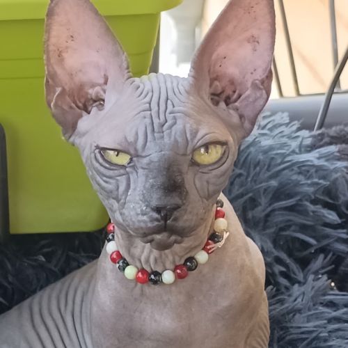 Sphynx chat chaton
