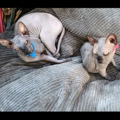 Sphynx chat chaton
