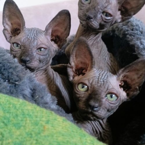 Sphynx chat chaton #2