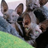 Sphynx chat chaton #2