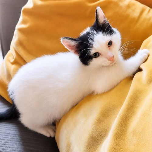 Chaton twister #1