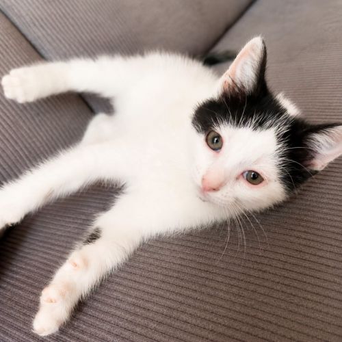 Chaton twister #0