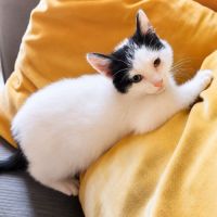 Chaton twister #1