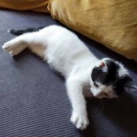 Chaton twister #2