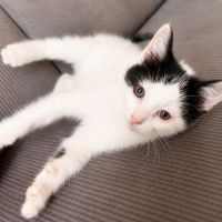 Chaton twister