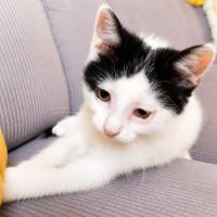 Chaton twister #4
