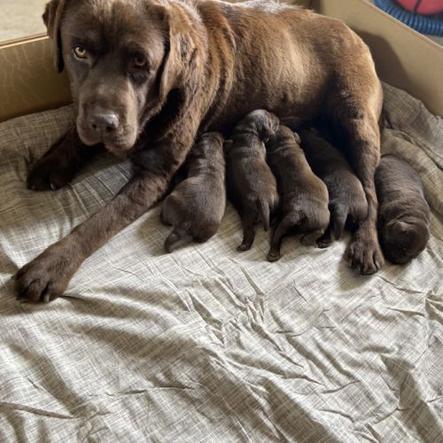 Chiot labrador chocolat lof #0