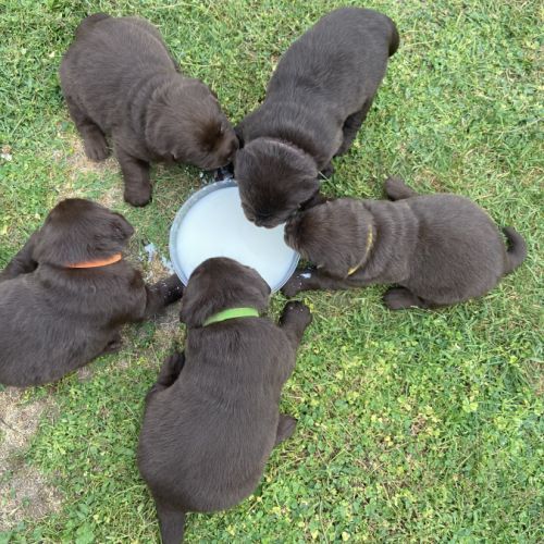Chiot labrador chocolat lof #2