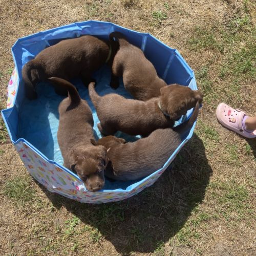 Chiot labrador chocolat lof #3