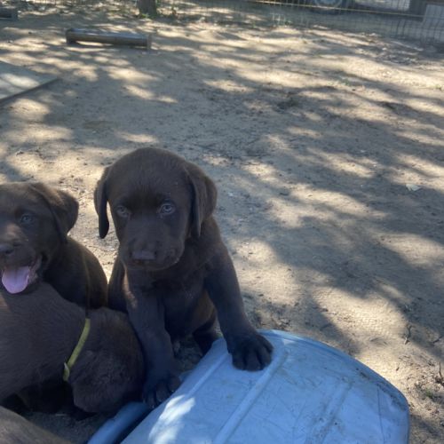 Chiot labrador chocolat lof #5