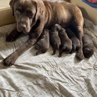 Chiot labrador chocolat lof