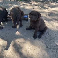 Chiot labrador chocolat lof #4