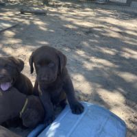 Chiot labrador chocolat lof #5