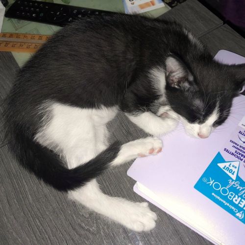 Chaton bam #2