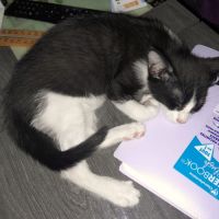 Chaton bam #2