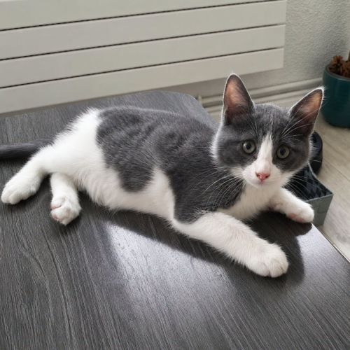 Chaton boom