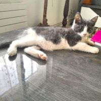 Chaton boom #2